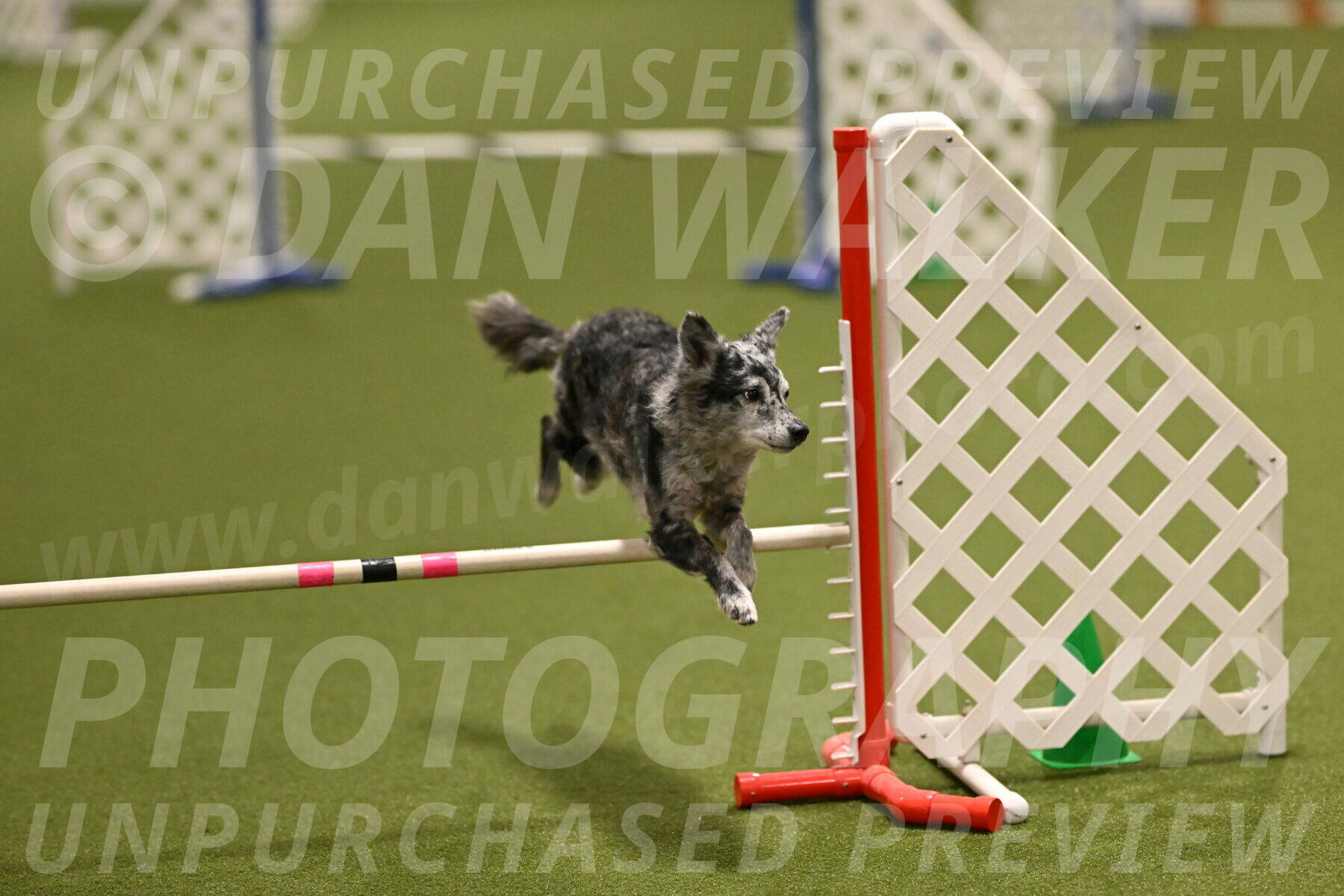 Bruce-Vic-Belebczuk-00816