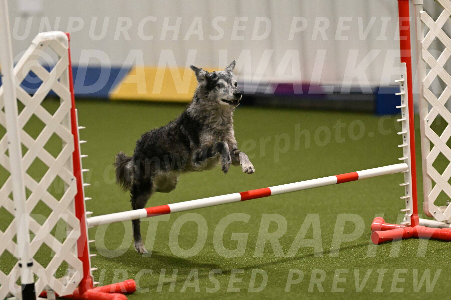 Bruce-Vic-Belebczuk-00829