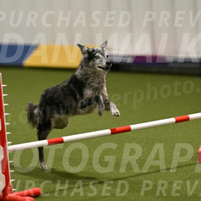 Bruce-Vic-Belebczuk-00829