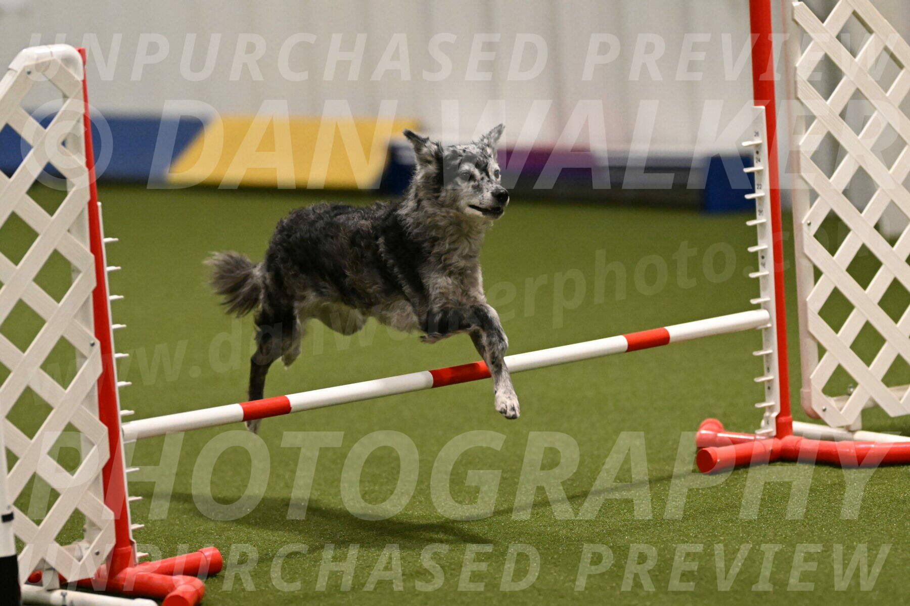 Bruce-Vic-Belebczuk-00830