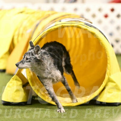 Bruce-Vic-Belebczuk-00864
