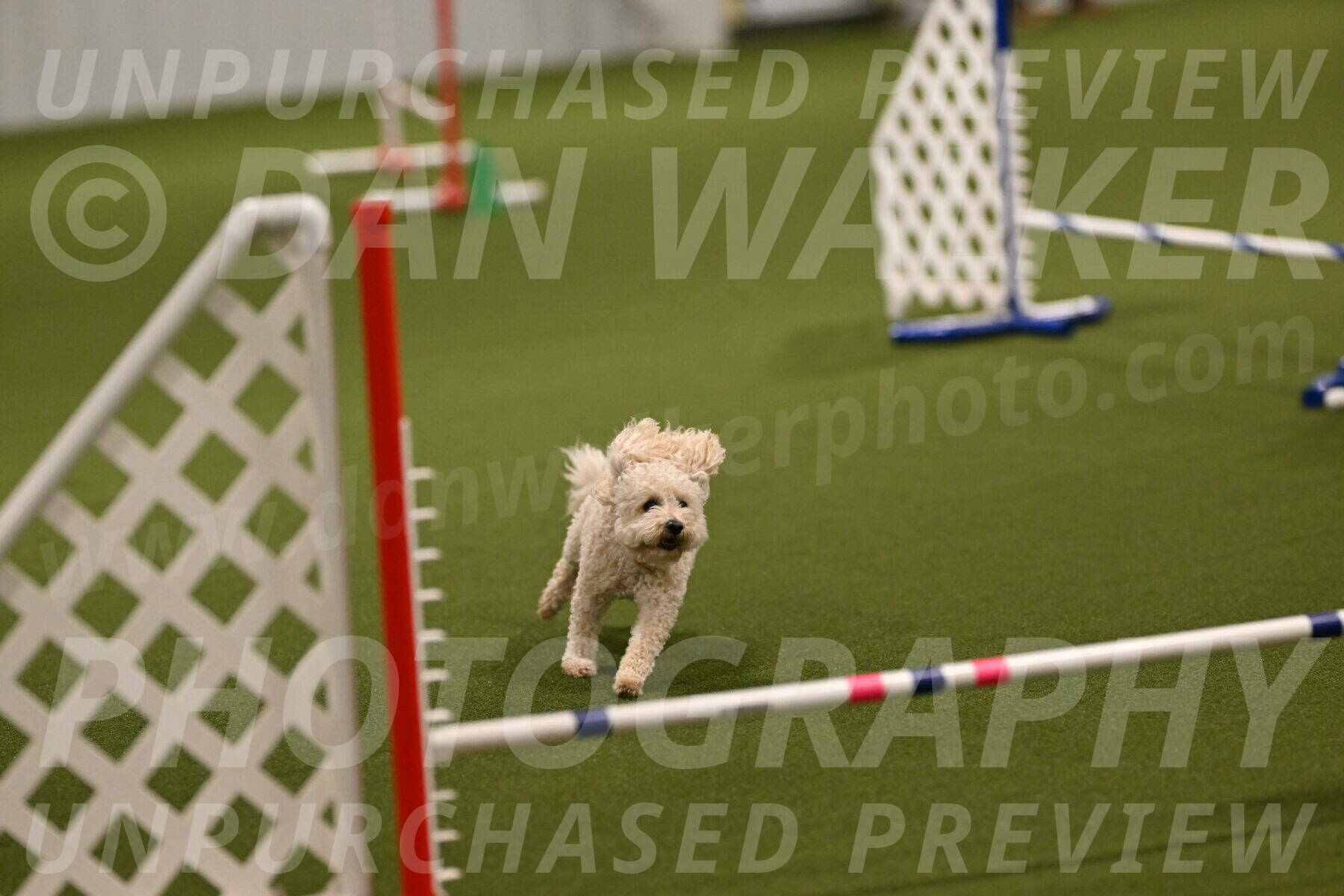 Charlie-Barbara-Thomas-05952