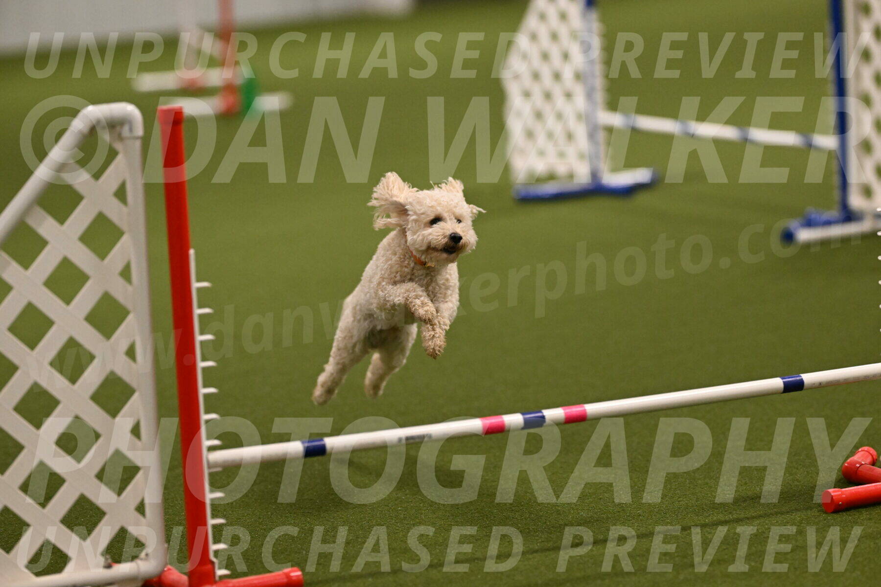 Charlie-Barbara-Thomas-05953