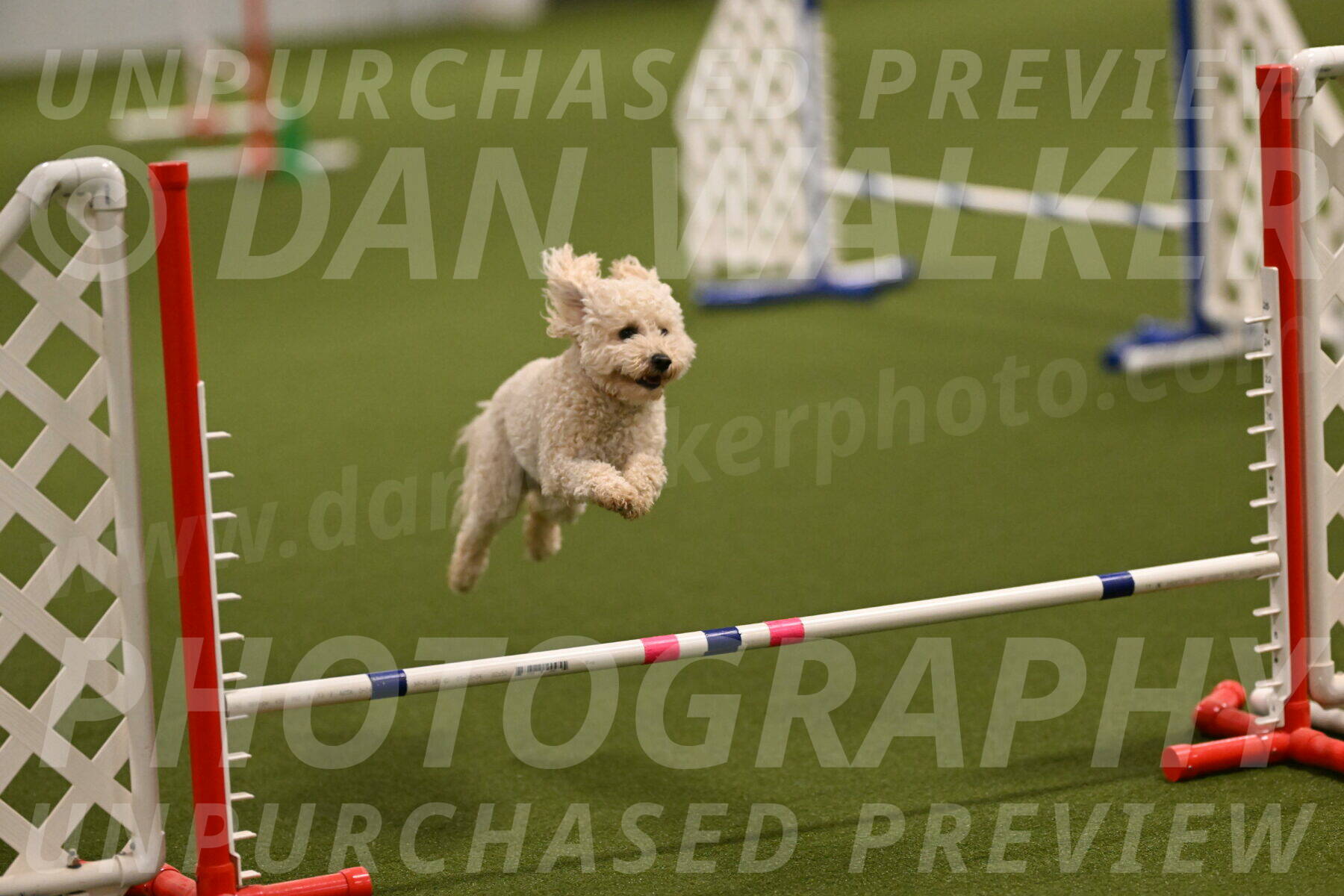 Charlie-Barbara-Thomas-05954