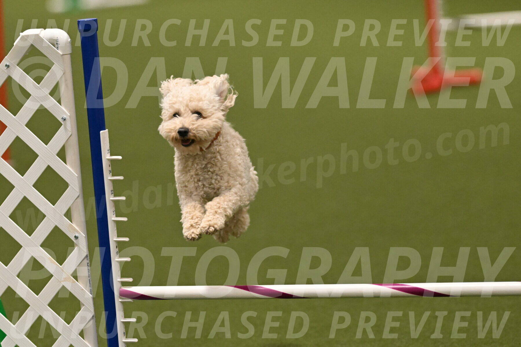 Charlie-Barbara-Thomas-05966