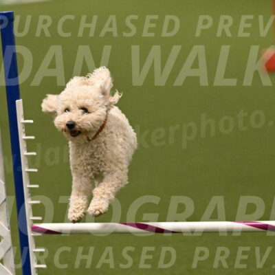 Charlie-Barbara-Thomas-05967