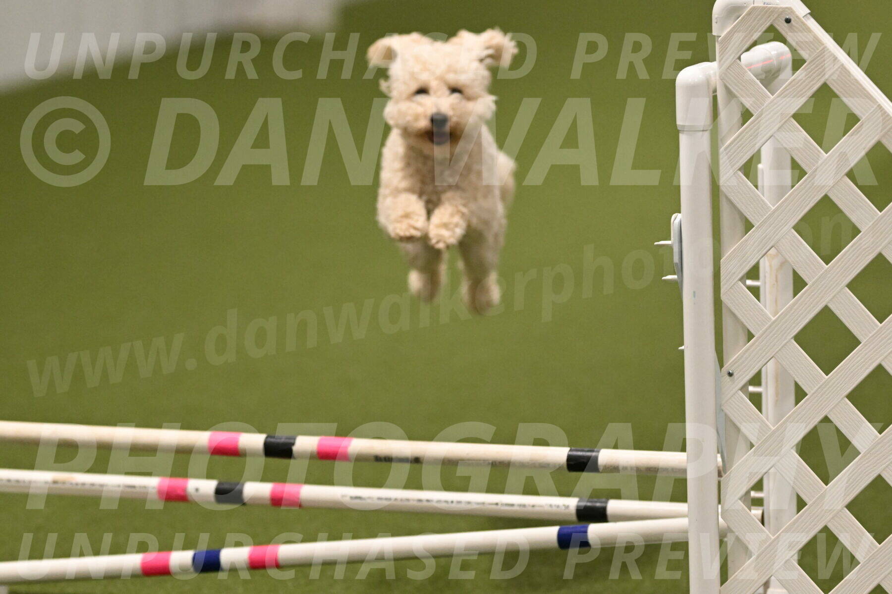 Charlie-Barbara-Thomas-05992