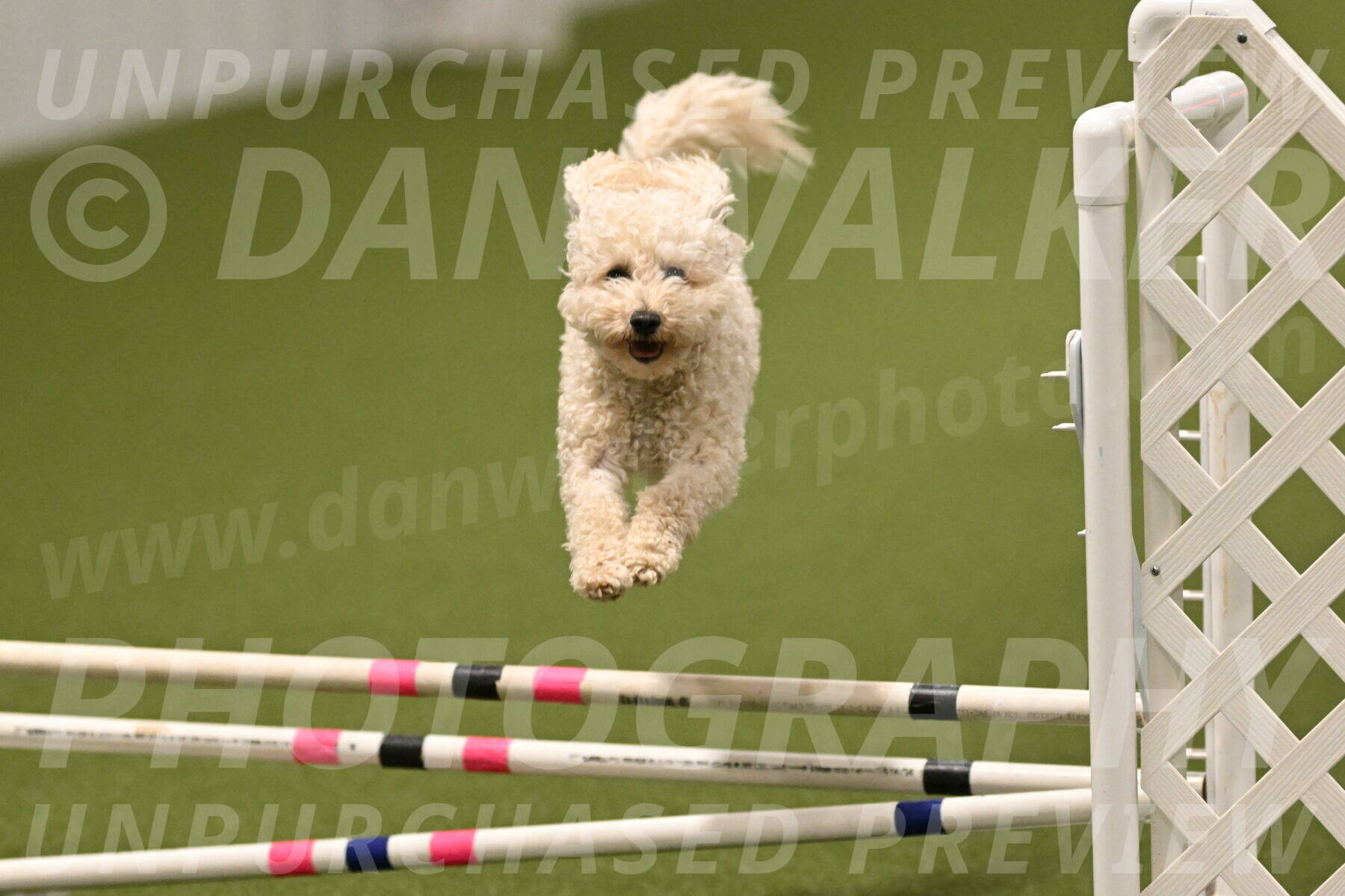 Charlie-Barbara-Thomas-05993