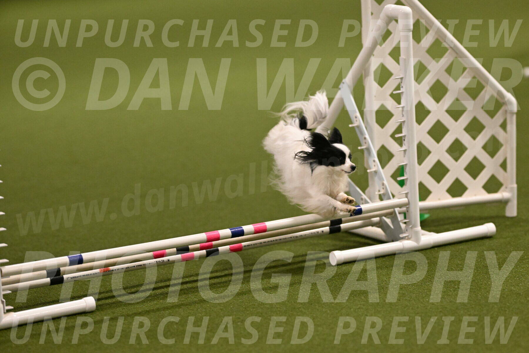 Dainty-Heather-Chambers-10890