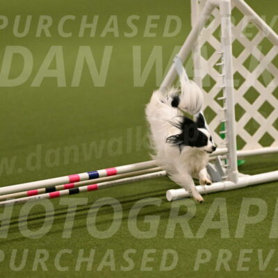 Dainty-Heather-Chambers-10891