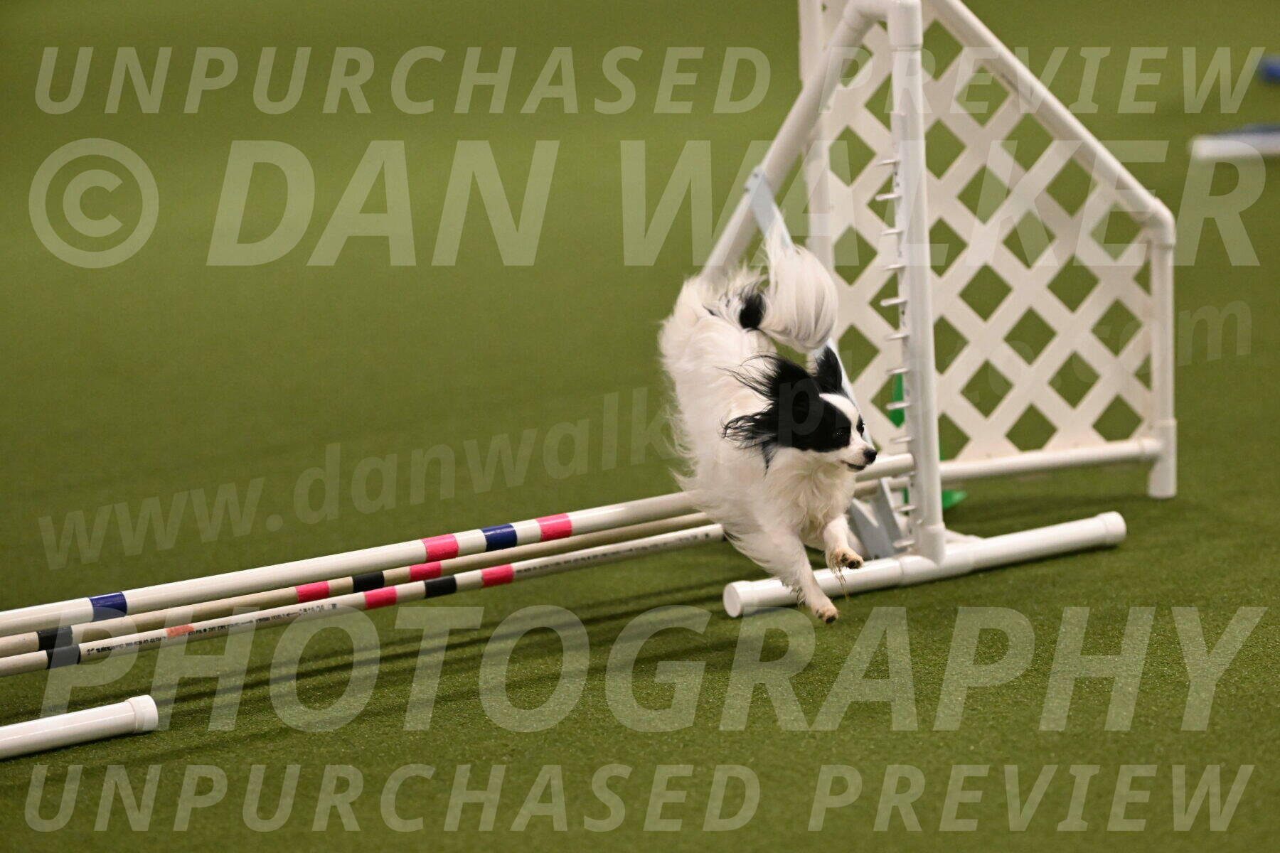 Dainty-Heather-Chambers-10891