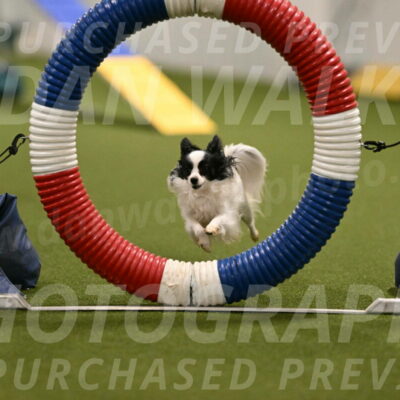 Dainty-Heather-Chambers-10894