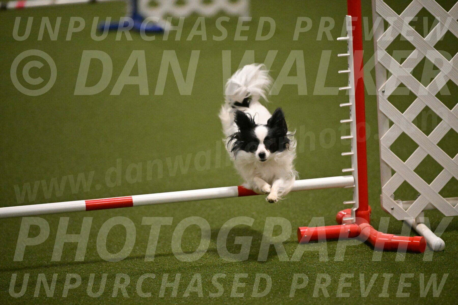 Dainty-Heather-Chambers-10904