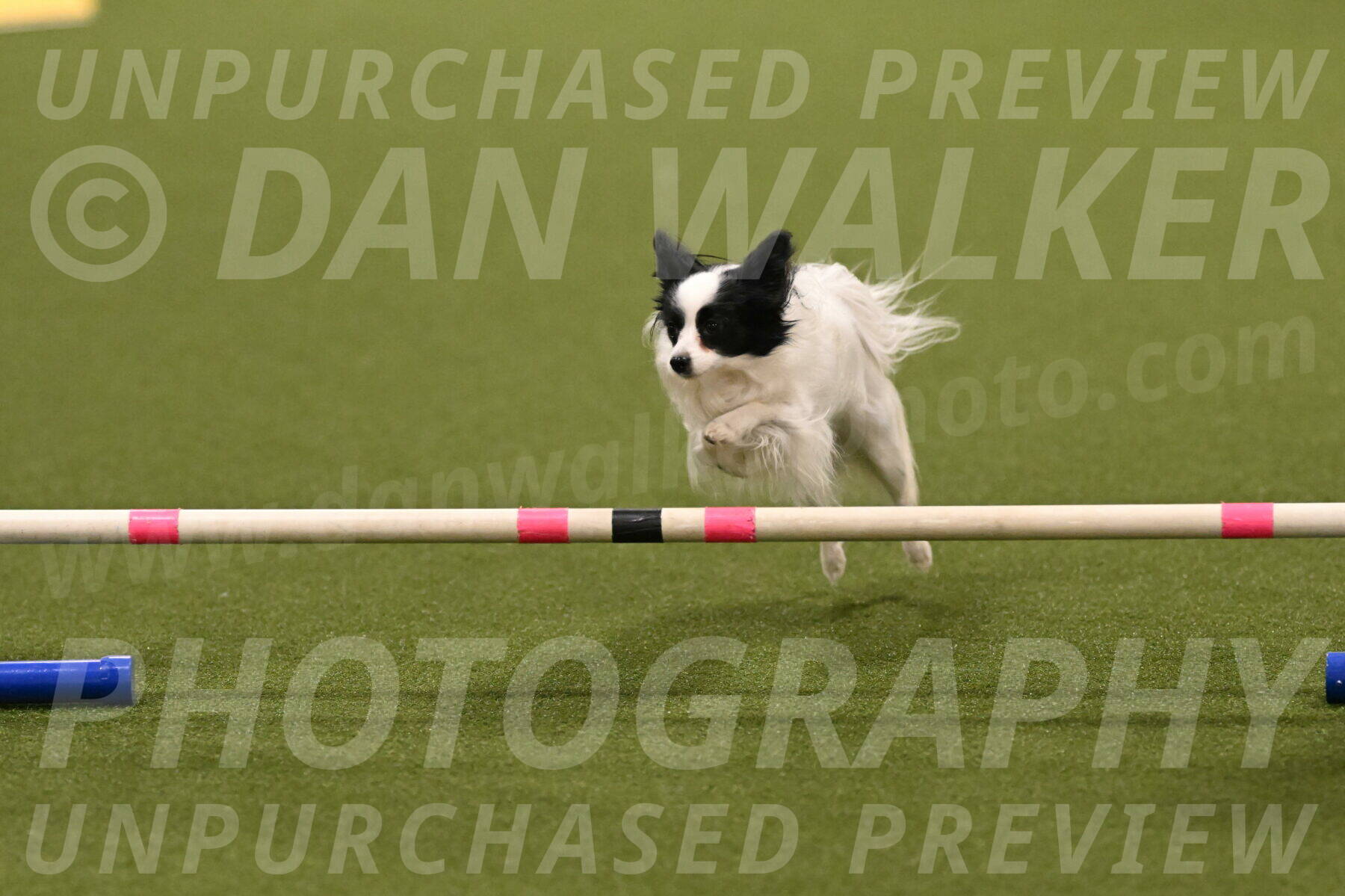 Dainty-Heather-Chambers-10907