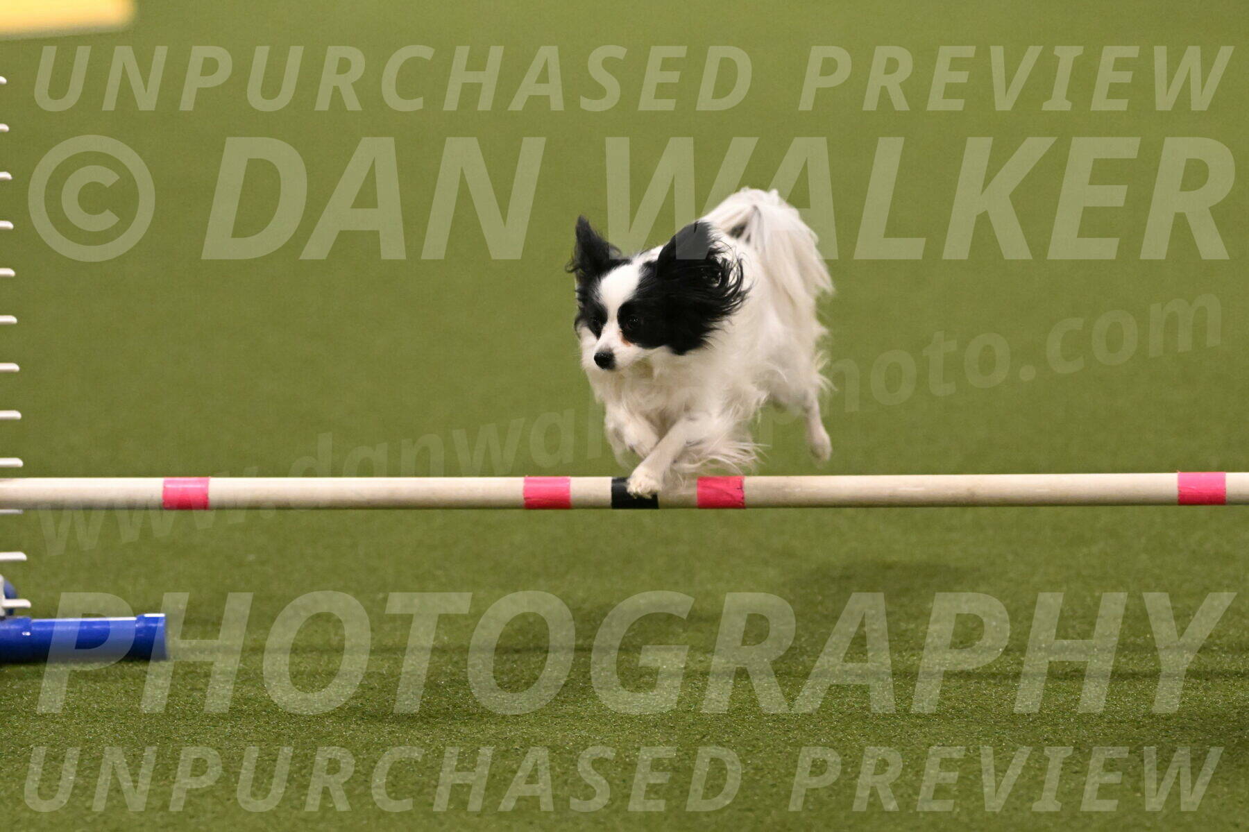 Dainty-Heather-Chambers-10908