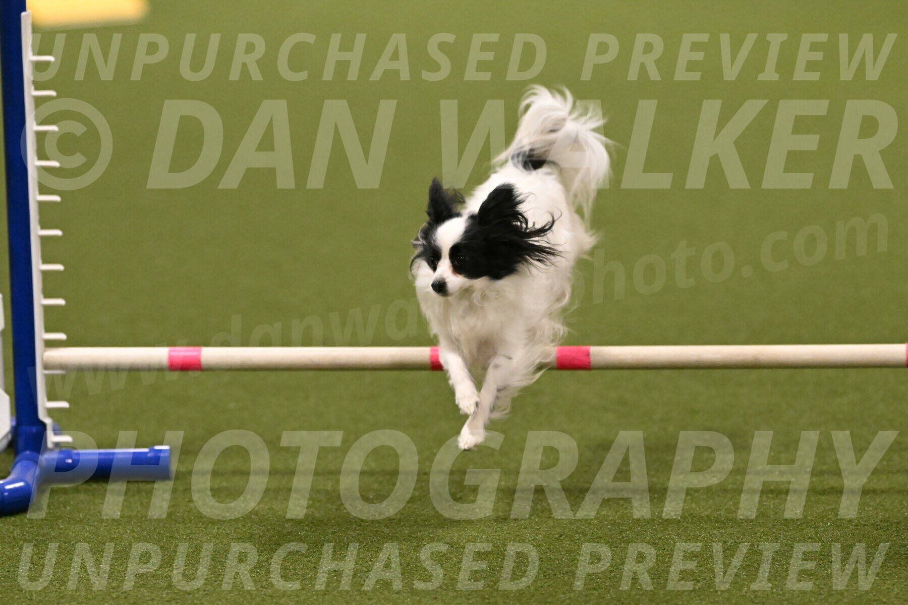 Dainty-Heather-Chambers-10909