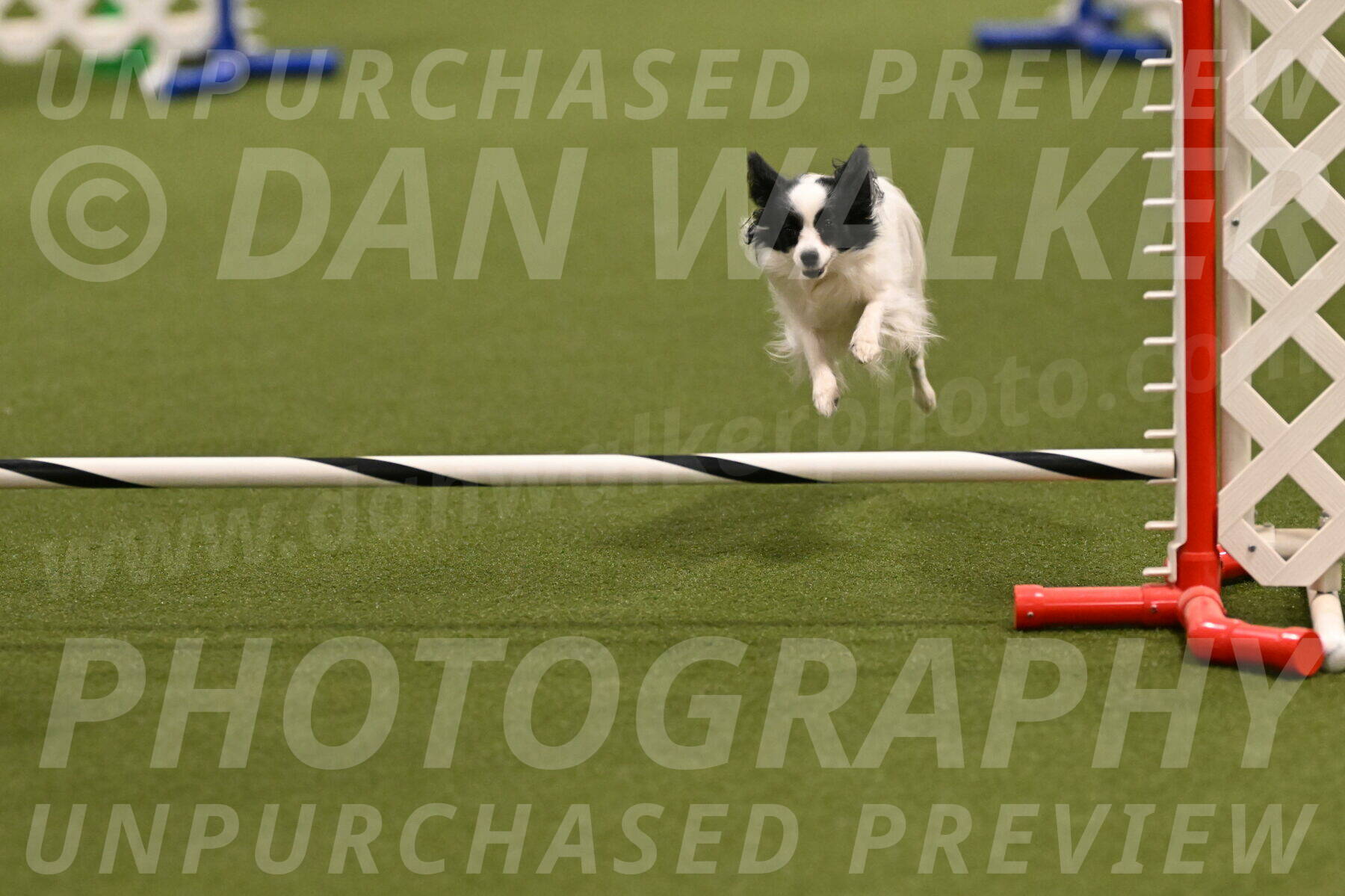 Dainty-Heather-Chambers-10914