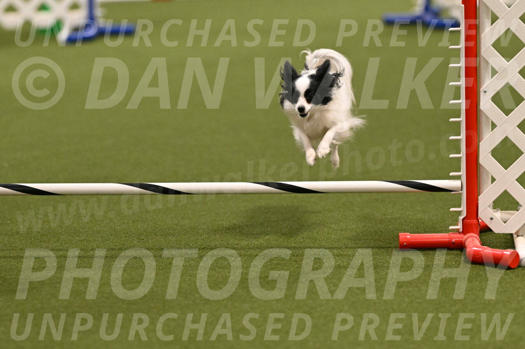 Dainty-Heather-Chambers-10915