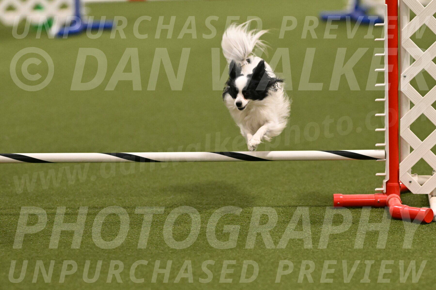 Dainty-Heather-Chambers-10916