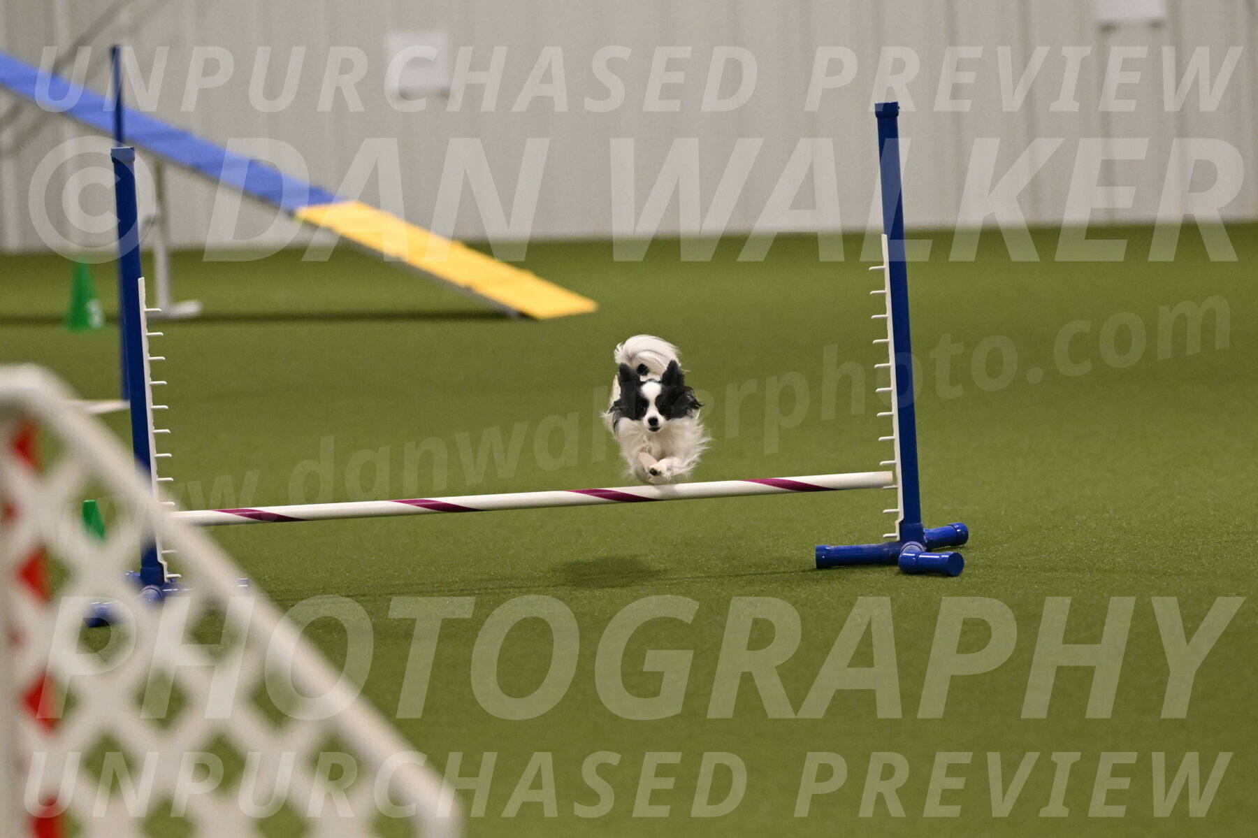 Dainty-Heather-Chambers-10918