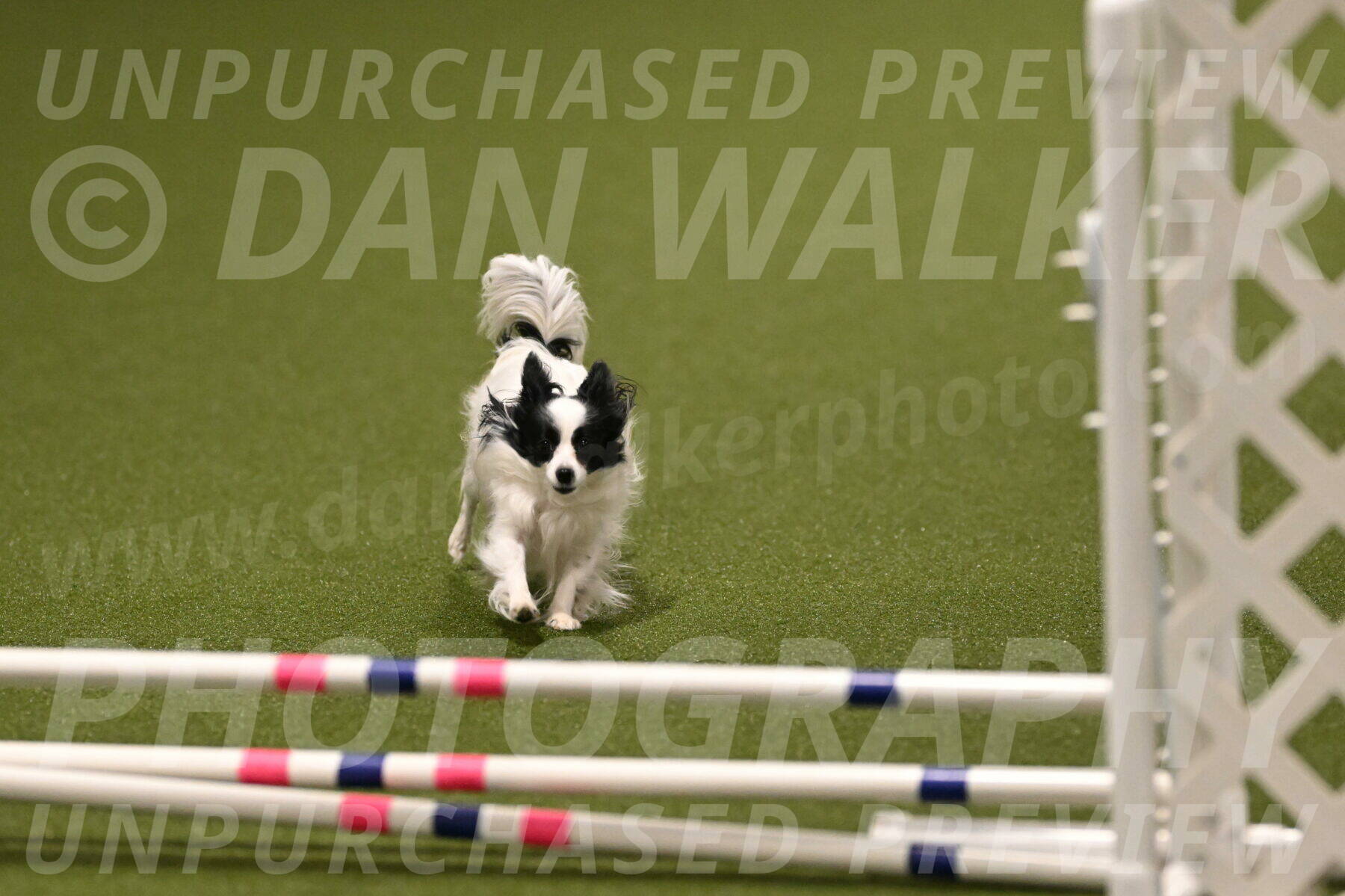 Dainty-Heather-Chambers-10919