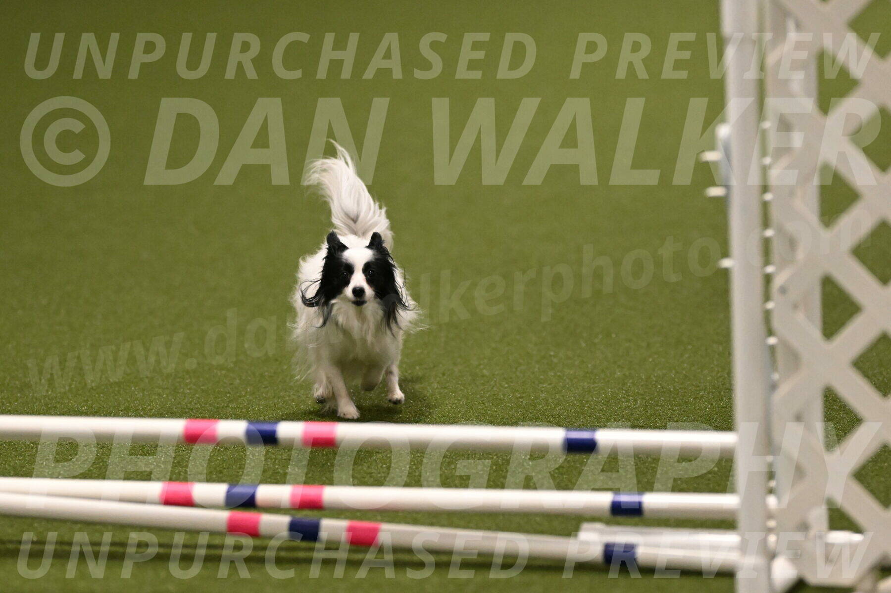 Dainty-Heather-Chambers-10920