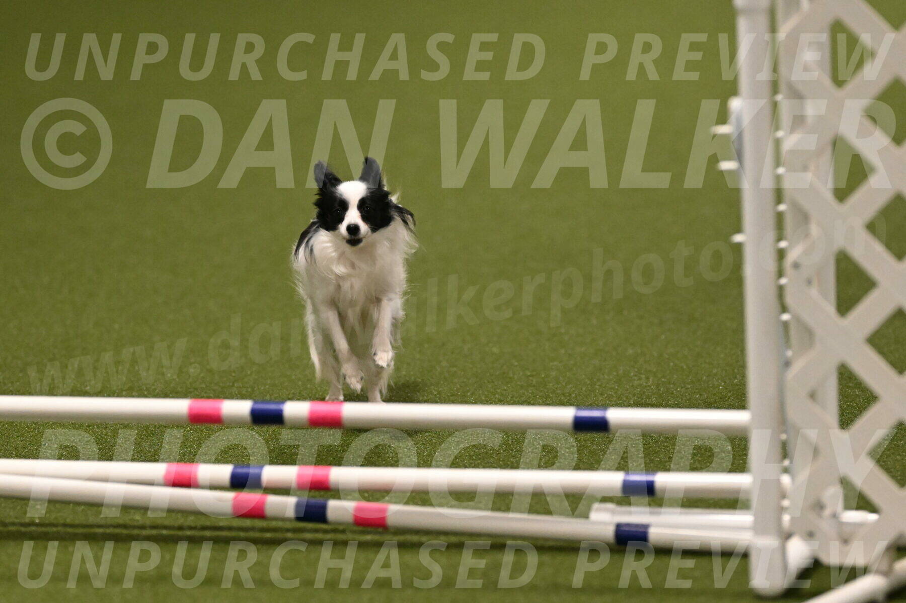 Dainty-Heather-Chambers-10921