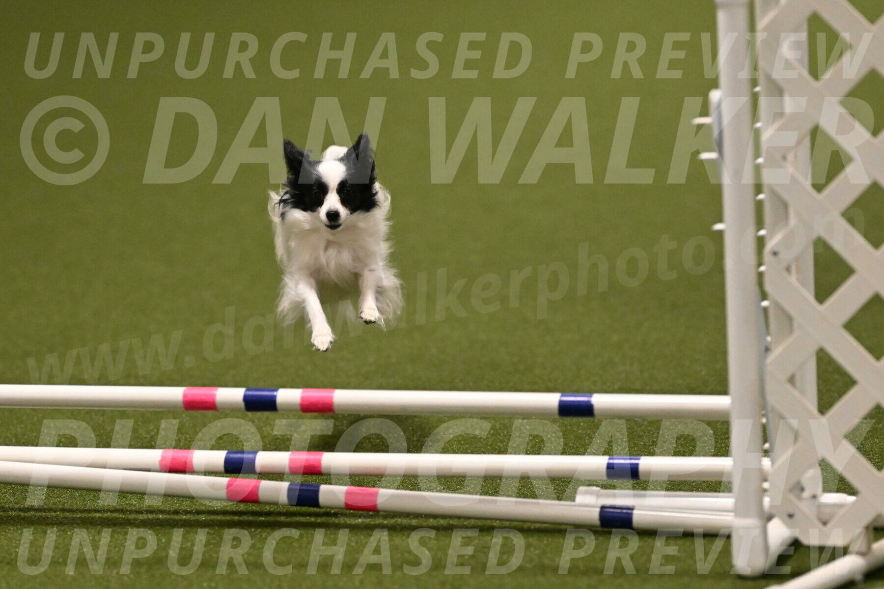 Dainty-Heather-Chambers-10922