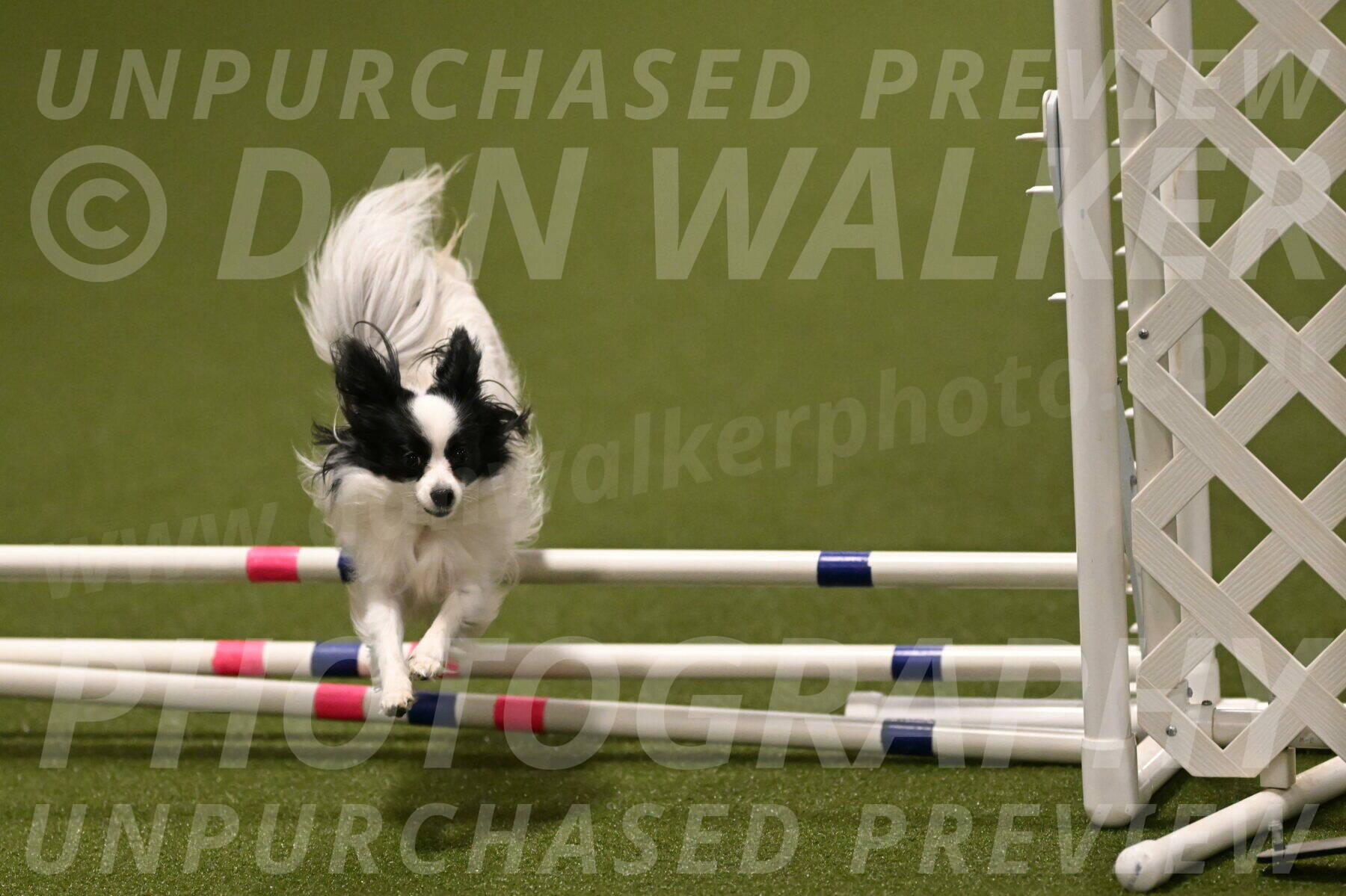 Dainty-Heather-Chambers-10925