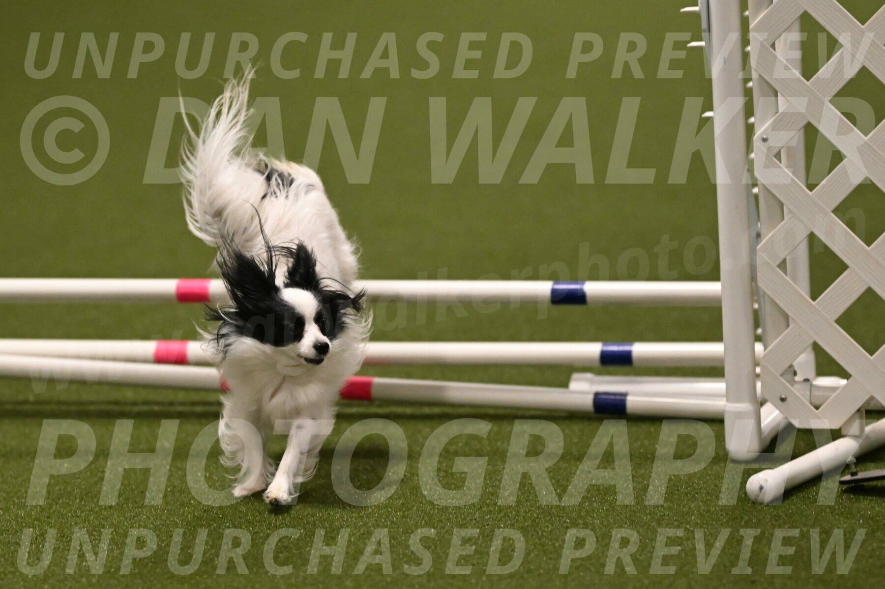 Dainty-Heather-Chambers-10926