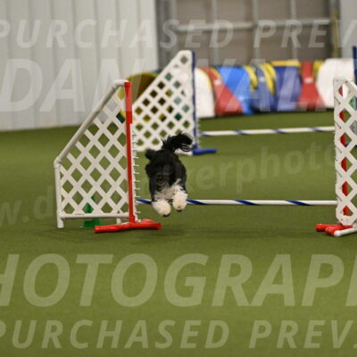 Dainty-Heather-Chambers-10935