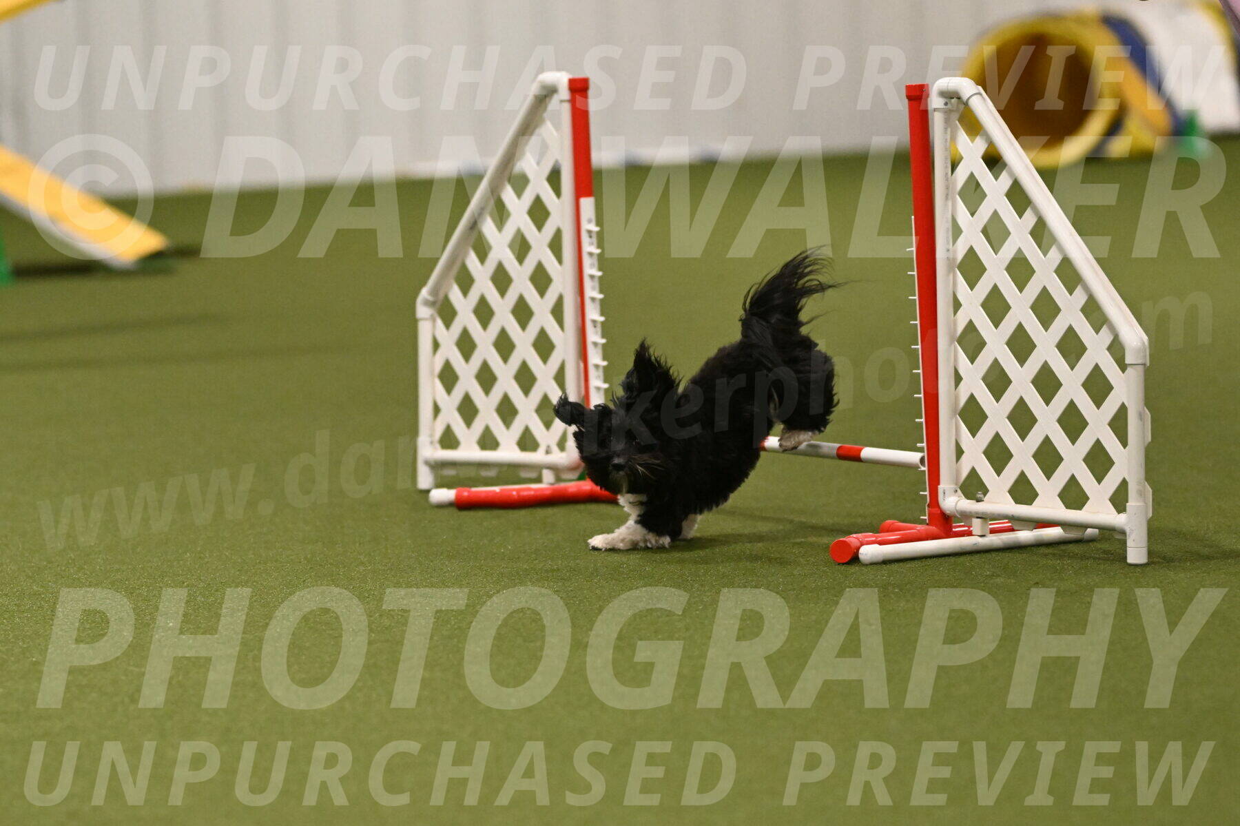 Dainty-Heather-Chambers-10937