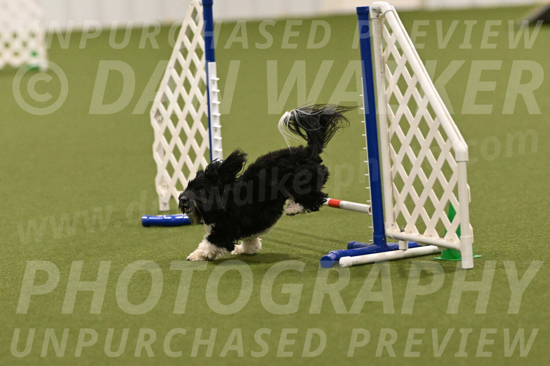 Dainty-Heather-Chambers-10938