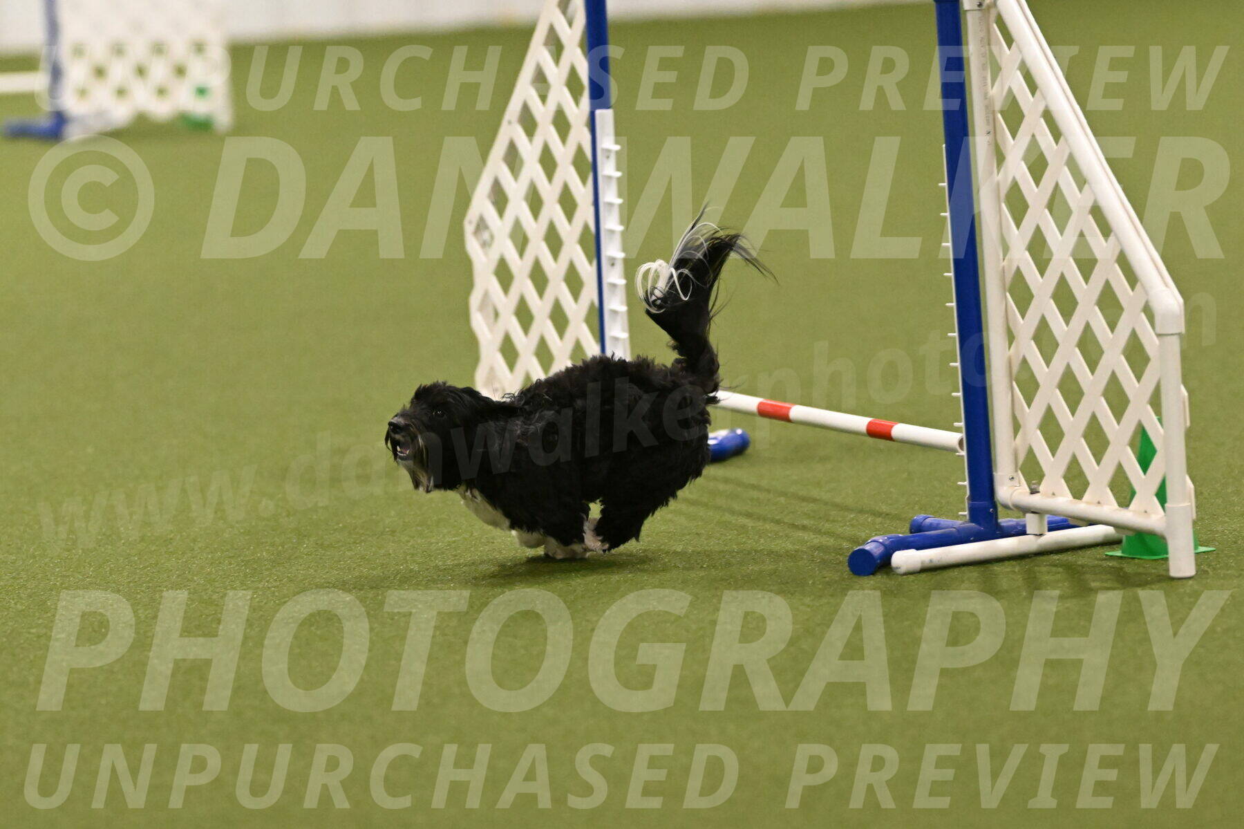 Dainty-Heather-Chambers-10939