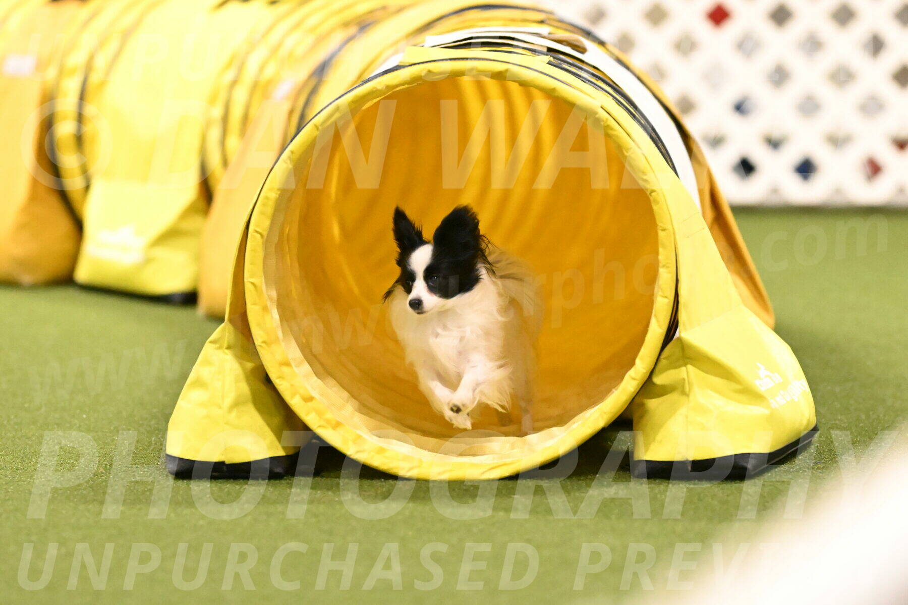 Dainty-Heather-Chambers-10942