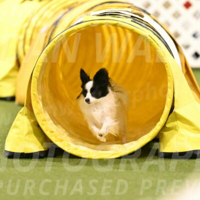 Dainty-Heather-Chambers-10942