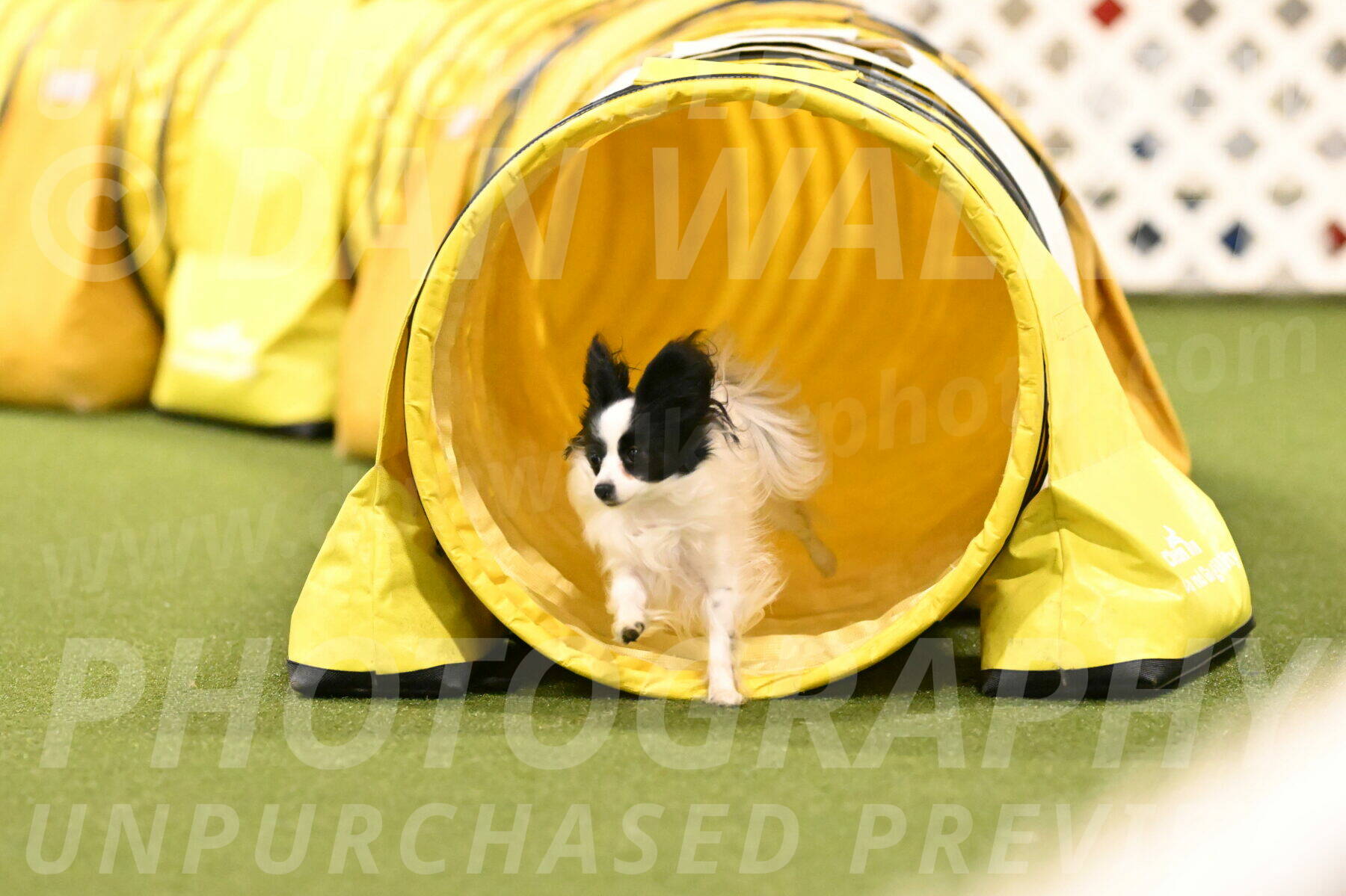 Dainty-Heather-Chambers-10943