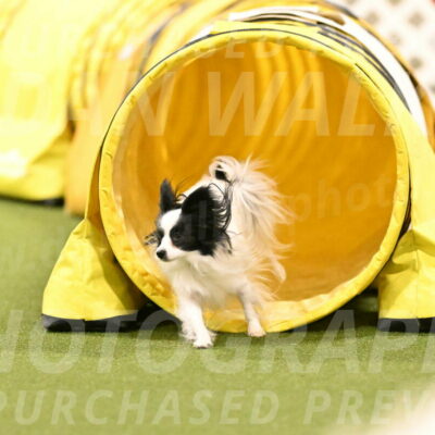 Dainty-Heather-Chambers-10944