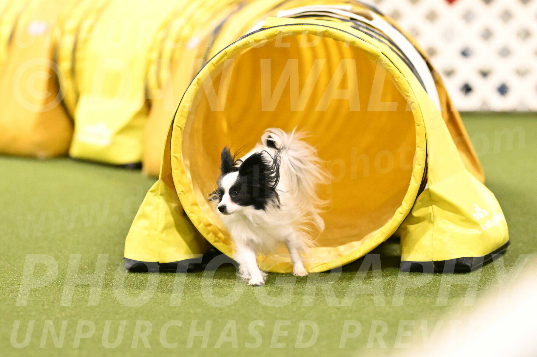 Dainty-Heather-Chambers-10944