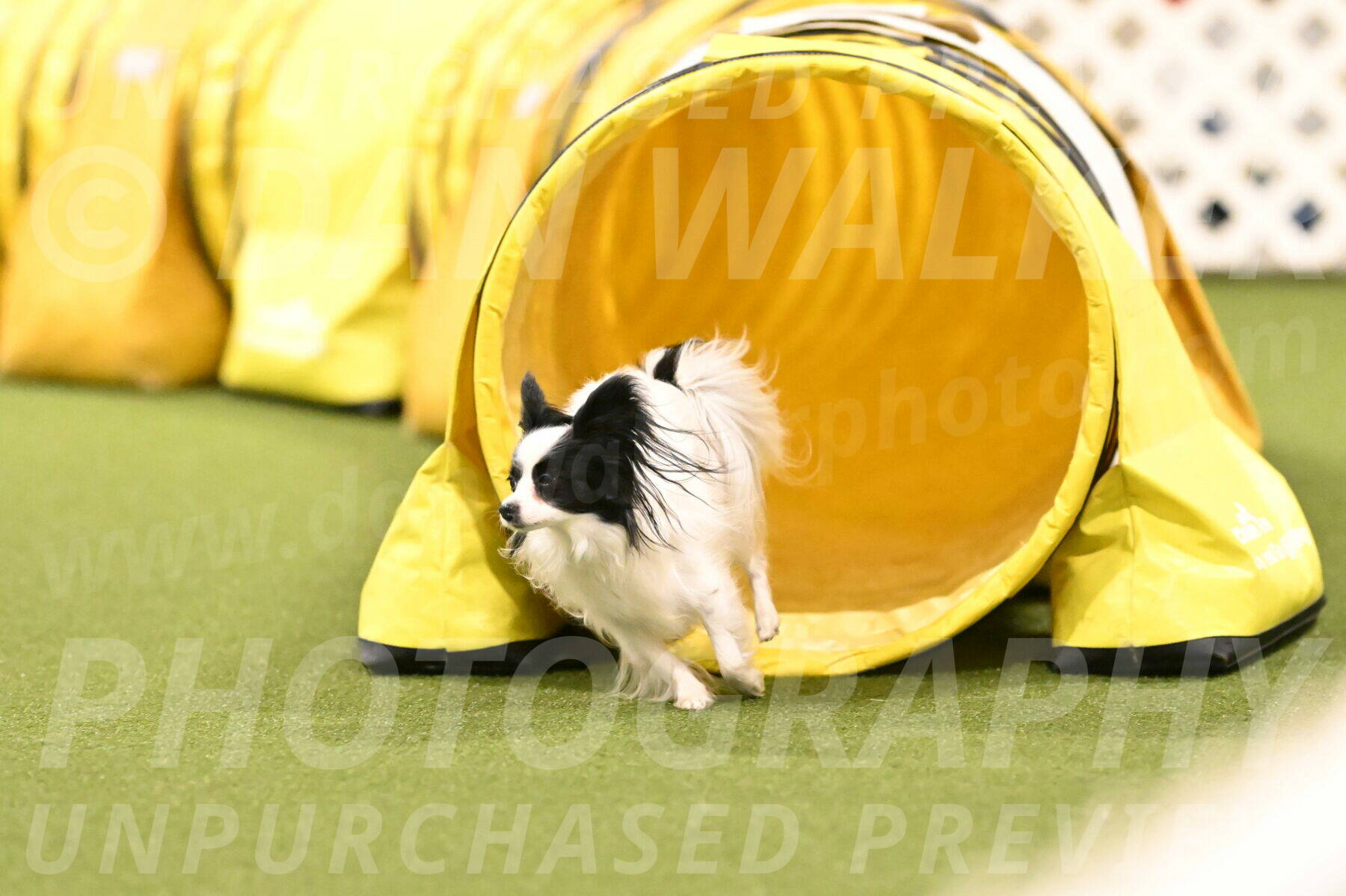 Dainty-Heather-Chambers-10945