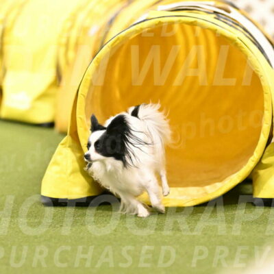 Dainty-Heather-Chambers-10945