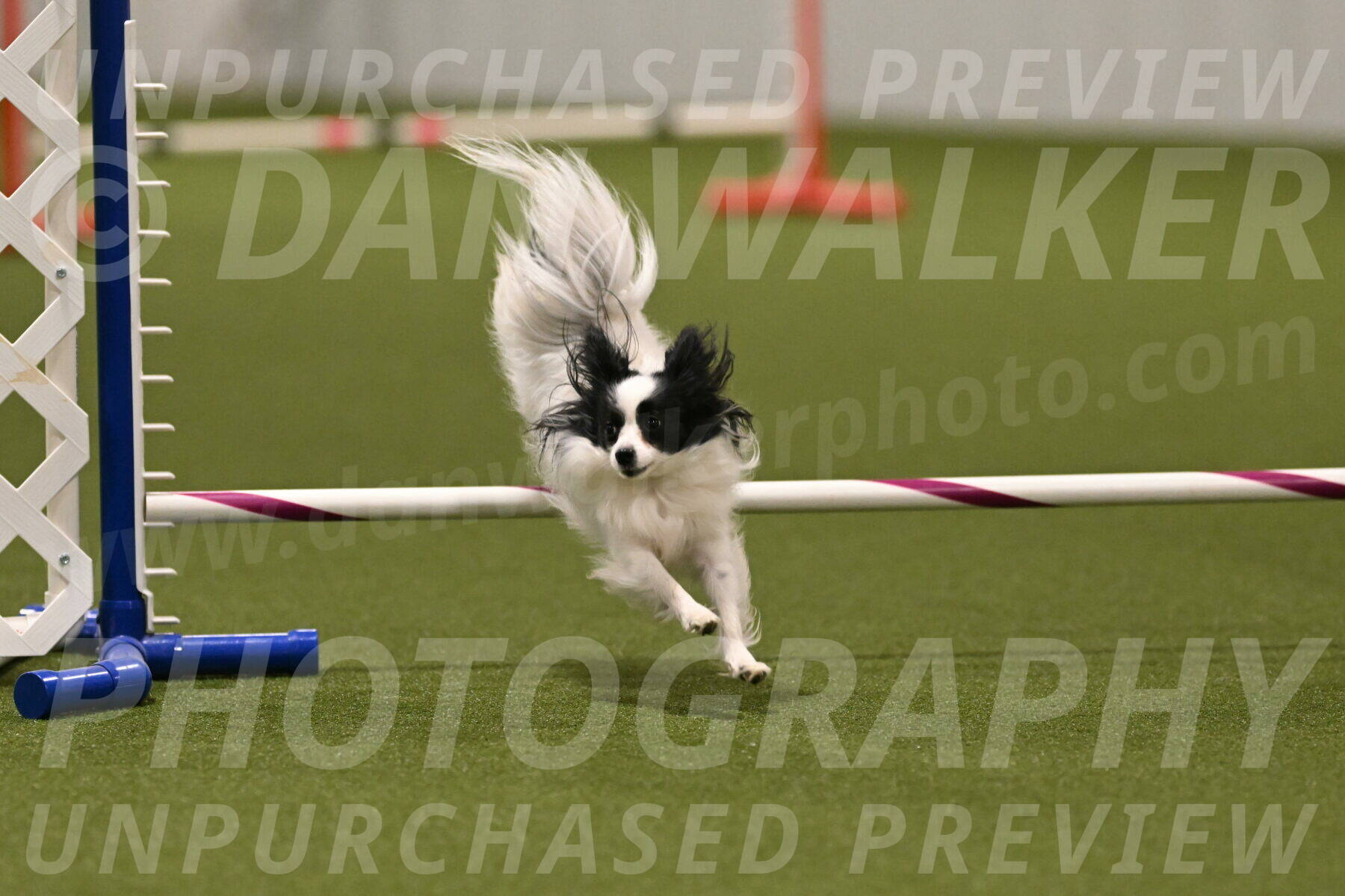 Dainty-Heather-Chambers-10946