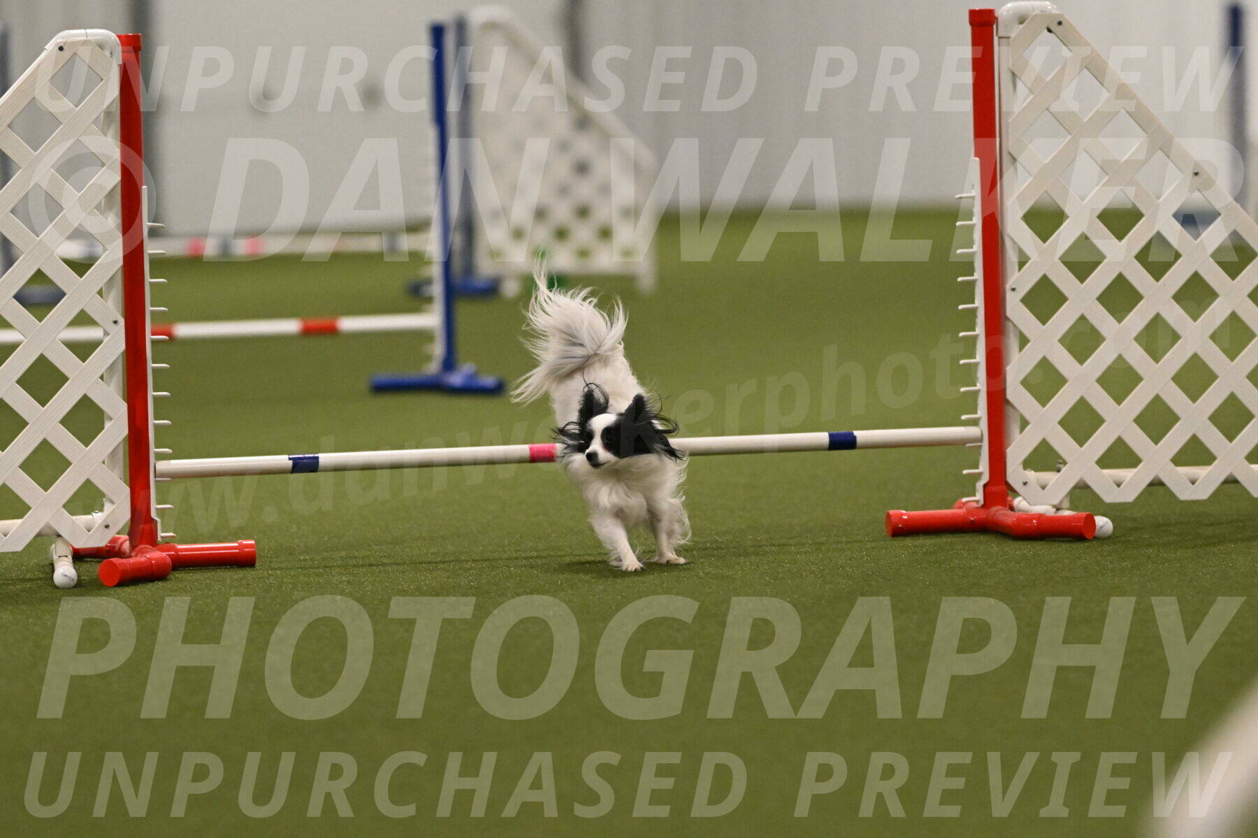 Dainty-Heather-Chambers-10949