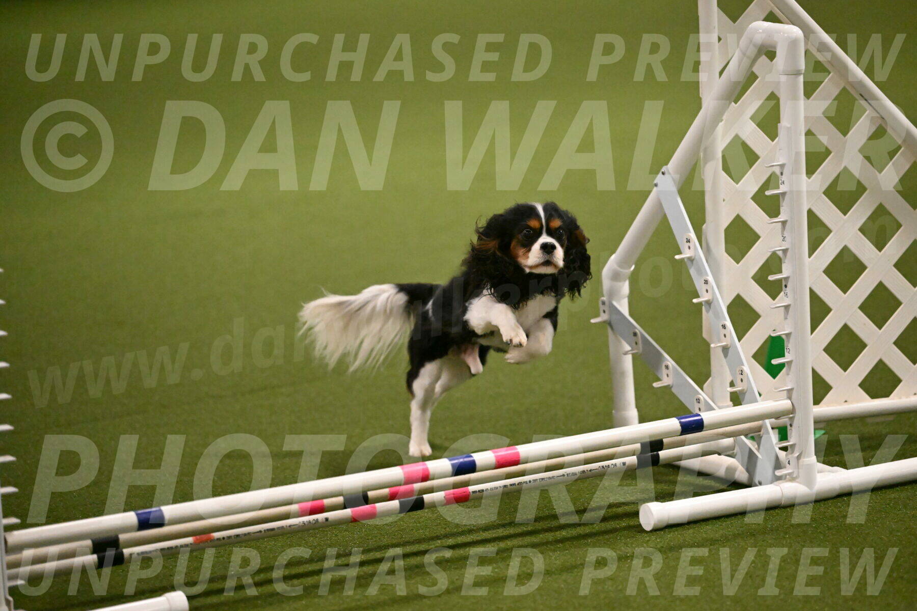 Disco-Lisa-Lombard-08451