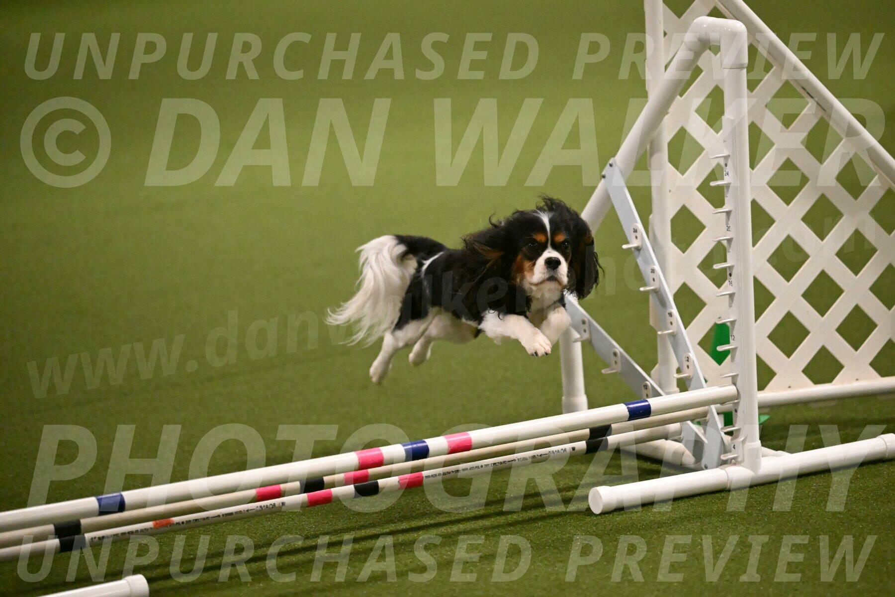 Disco-Lisa-Lombard-08452