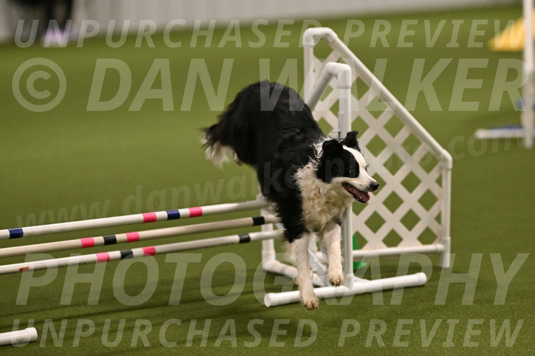 Dolly-Barbara-Thomas-09817