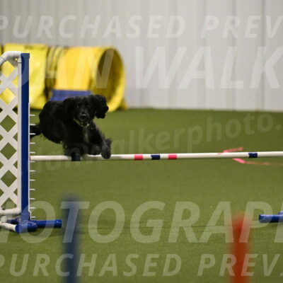 Falcon-Jessica-Murray-06199