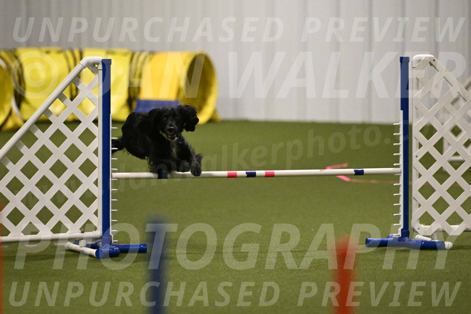 Falcon-Jessica-Murray-06199