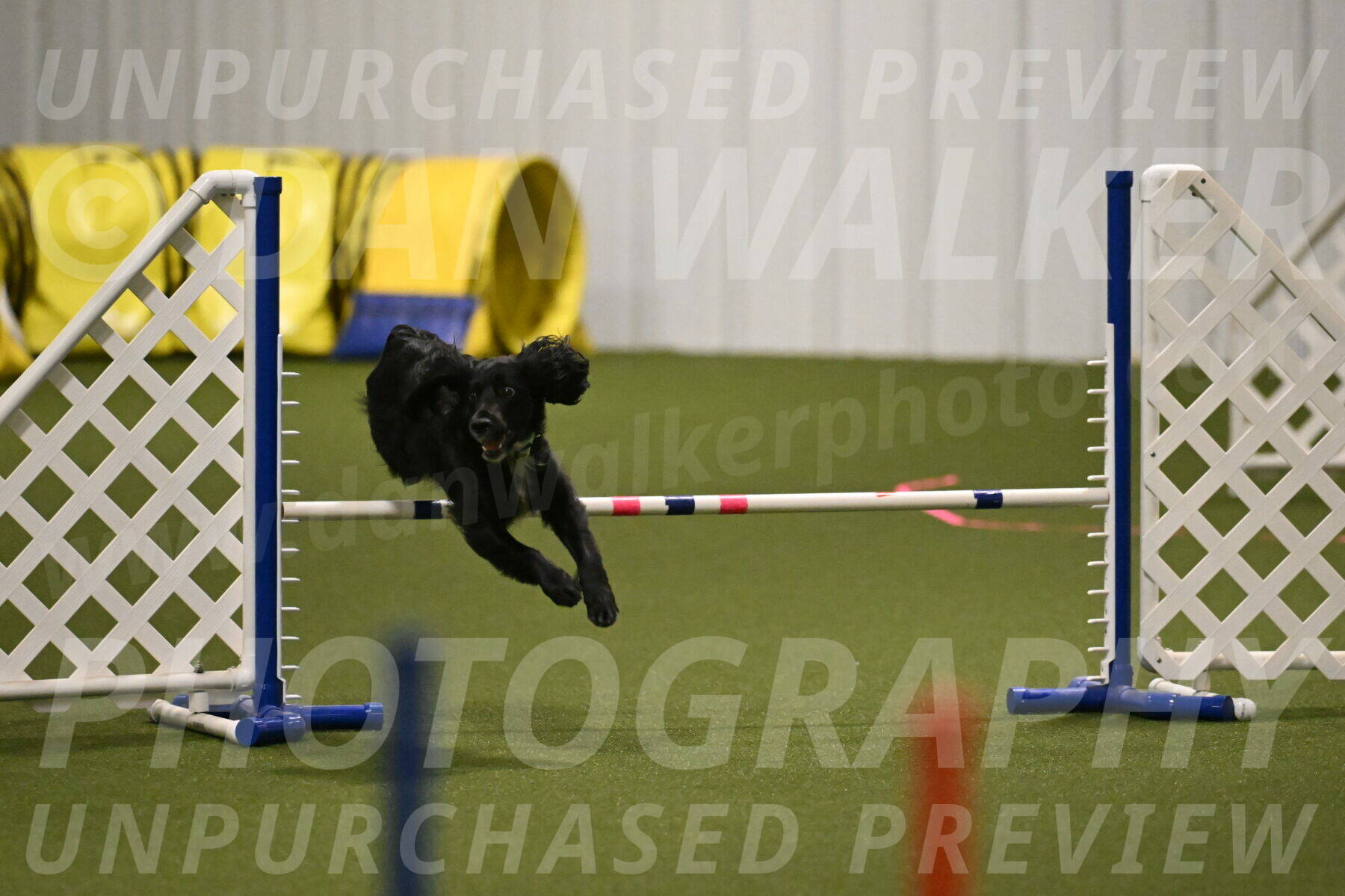 Falcon-Jessica-Murray-06200