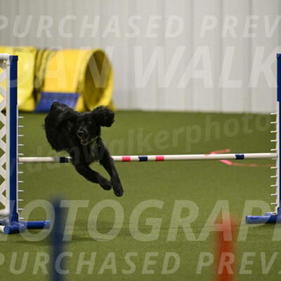 Falcon-Jessica-Murray-06200